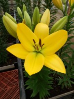 [5099 Amati VH No02.JPG]